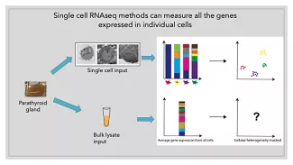 Single ell RNAseq methods can measure all the genes expressed in individual cells