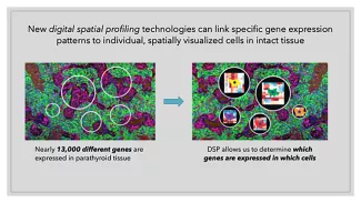 Newly developed single-cell profiling methods will allow us to define gene expression patterns that define each constituent cell type of the parathyroid gland and map their specific physical locations in the intact tissue.  